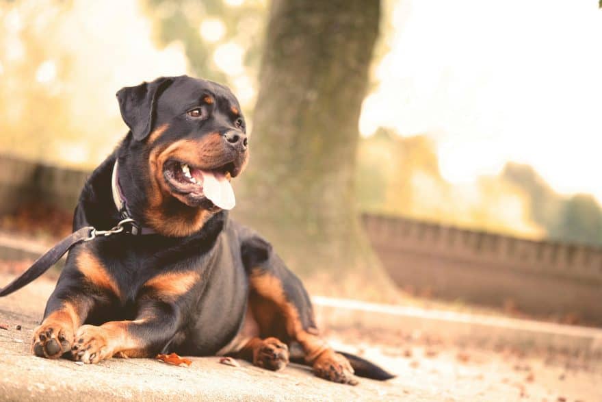 Rottweiter searching for a housemate